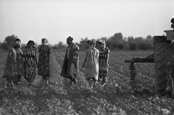 Сбор урожая на хлопковом поле в пустыне Кызылкум, Узбекская ССР. - Sputnik Узбекистан