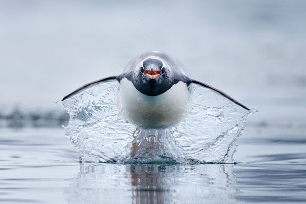 Снимок фотографа Craig Parry. Пингвины генту — самые быстрые пингвины в мире.  - Sputnik Узбекистан