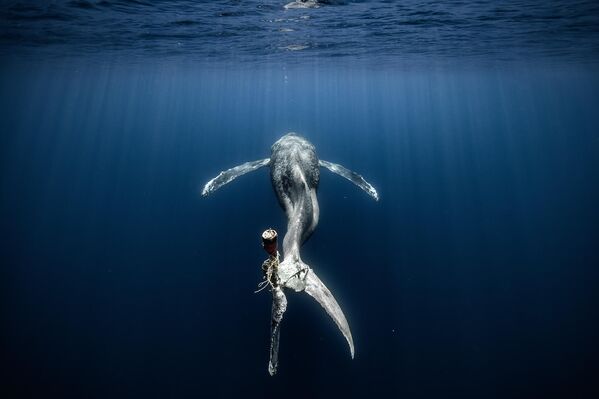 Снимок фотографа Alvaro Herrero López-Beltrán, занявший 3-е место конкурса Ocean Photographer of the Year 2023.  Горбатый кит, повредивший хвост, запутавшись в веревках, обречен на медленную и мучительную смерть. - Sputnik Узбекистан