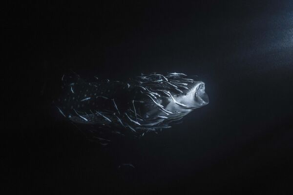 Снимок фотографа Jade Hoksbergen. Акула со своей &quot;свитой&quot; плывет на свет фонаря. - Sputnik Узбекистан