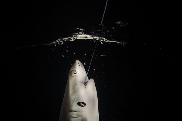 Снимок фотографа Sirachai Arunrugstichai в категории Ocean Portfolio Award Серая рифовая акула случайно попалась на крючок рыбака. - Sputnik Узбекистан