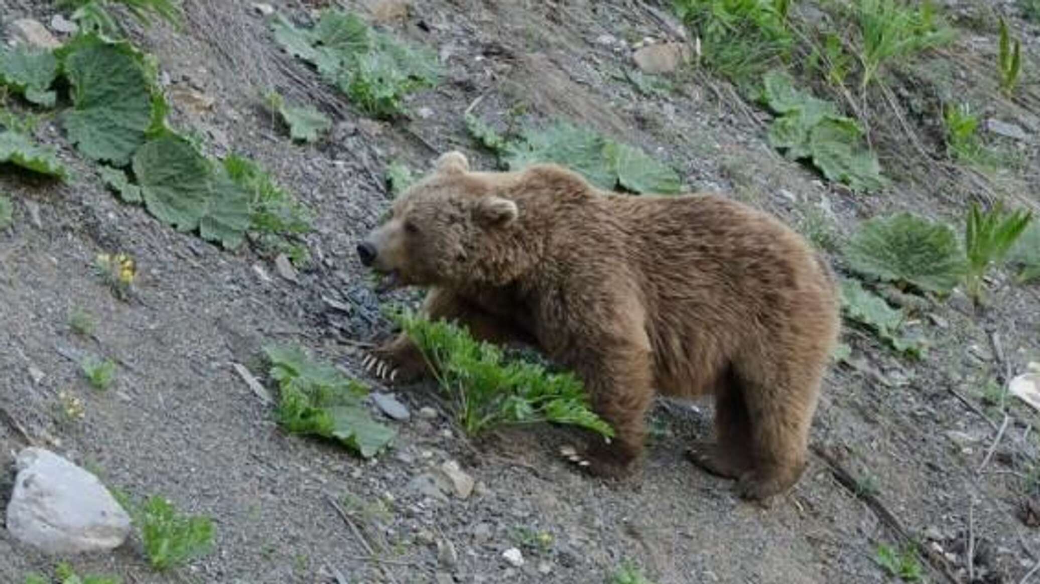 Белокоготный Медведь Фото