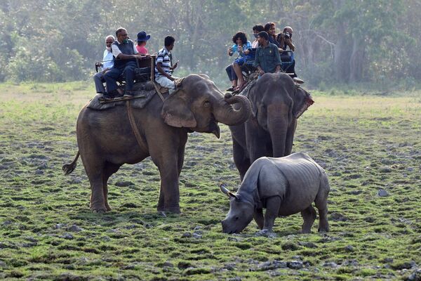На сафари в Национальном парке Казиранга в Индии можно встретить даже носорогов. - Sputnik Узбекистан