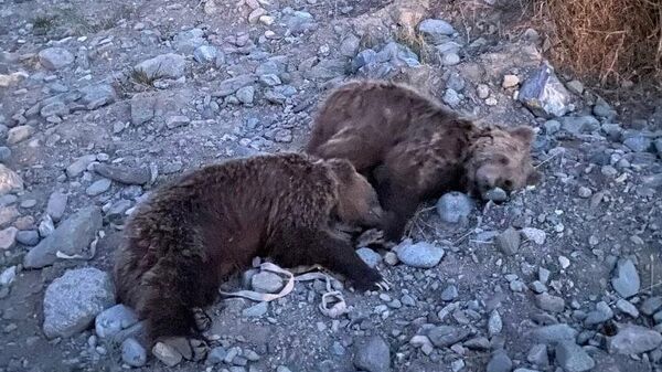 Медвежат, замеченных в населенном пункте Кашкадарьи, доставили в заповедник   - Sputnik Узбекистан