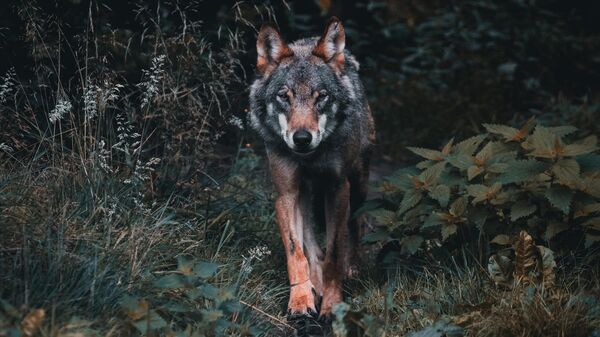Волк в лесу - Sputnik Ўзбекистон