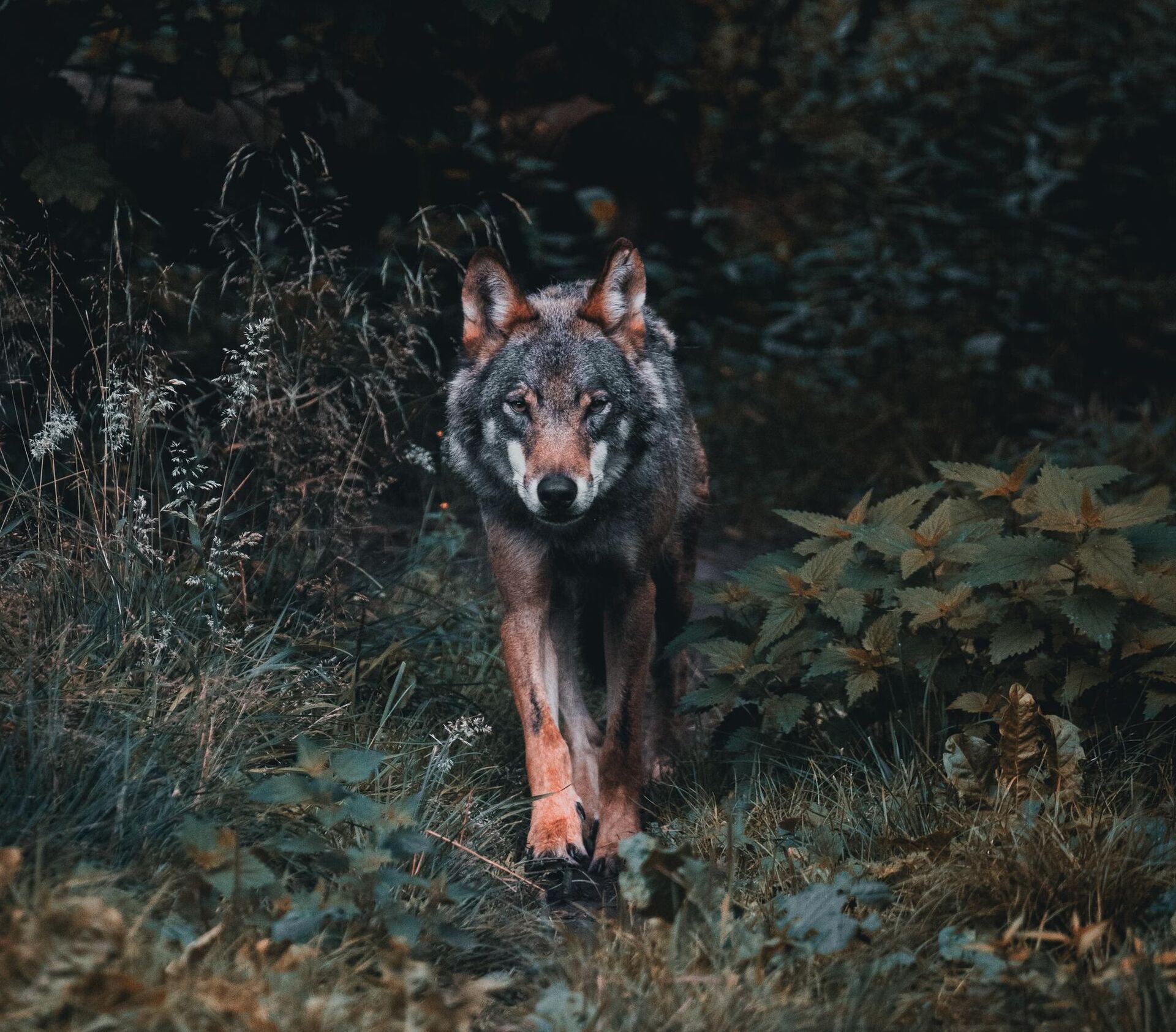 Волк в лесу - Sputnik Узбекистан, 1920, 11.10.2023