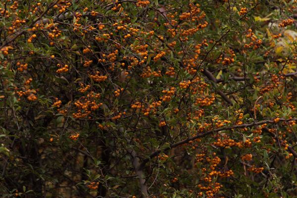 Оранжевые ягоды пираканты - Sputnik Узбекистан