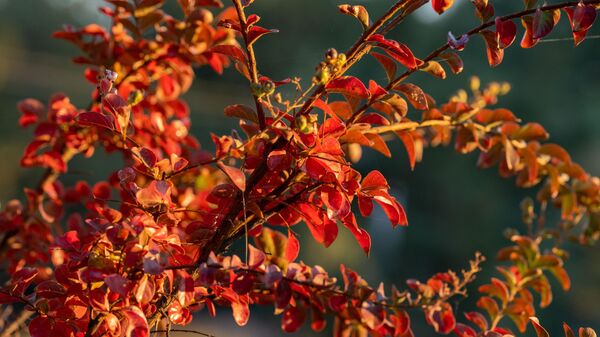 Яркие краски осени в Ташкентском ботаническом саду. - Sputnik Узбекистан