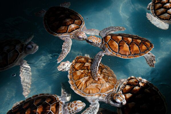 &quot;Симбиоз&quot;, 2-е место Джакомо д&#x27;Орландо, Италия. Моя Планета, серии. Морские черепахи — одни из видов, наиболее сильно страдающих от изменений климата. - Sputnik Узбекистан