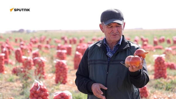 Разумное использование технологий: фермер раскрыл секреты урожайности лука. - Sputnik Узбекистан