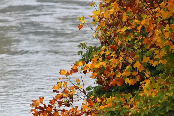 Осенняя листва на берегу канала Анхор в Ташкенте. - Sputnik Узбекистан