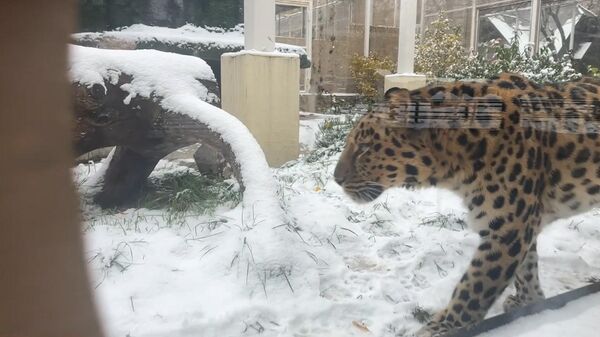 Животные московского зоопарка радуются первому снегу - Sputnik Ўзбекистон