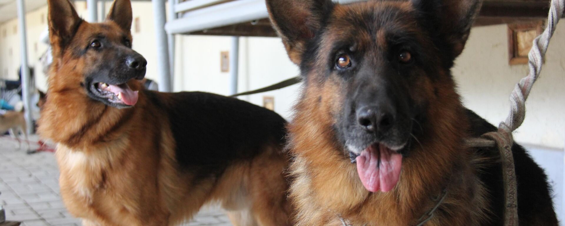 Международная выставка собак в Национальном кинологическом центре при Государственном Таможенном комитете Узбекистана Международная выставка собак в Национальном кинологическом центре при Государственном Таможенном комитете Узбекистана - Sputnik Узбекистан, 1920, 21.07.2025