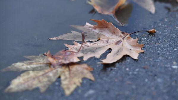 Осенние листья в луже после дождя - Sputnik Ўзбекистон