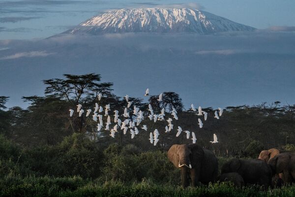 5. Kilimanjaro tog‘i, Tanzaniya - Sputnik O‘zbekiston