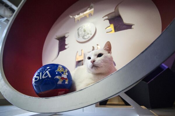 Кот-оракул Ахилл, &quot;работающий&quot; в Эрмитаже в Санкт-Петербурге. В Эрмитаже &quot;служит&quot; несколько котов и кошек, они охраняют уникальные экспонаты от грызунов и радуют посетителей музея. - Sputnik Узбекистан