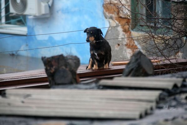 Собака на крыше дома, пострадавшего в результате мощного шторма в Крыму - Sputnik Узбекистан