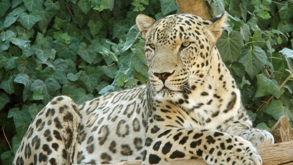 Persidskiy leopard. - Sputnik O‘zbekiston