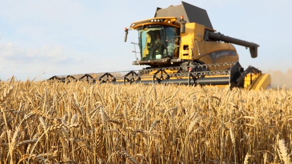 Уборка урожая пшеницы в Красноярском крае - Sputnik Ўзбекистон