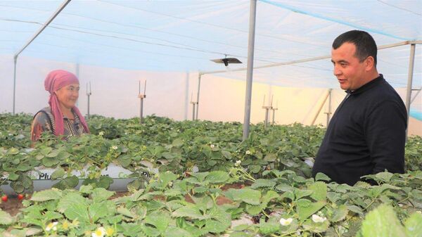 Фермер из Сурхандарьи методом гидропоники (без почвы) выращивает 2 тыс. кустов клубники в месяц - Sputnik Узбекистан
