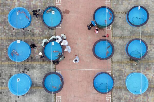 Вид с воздуха на ежегодный конкурс кои в Синьчжу, Тайвань - Sputnik Узбекистан
