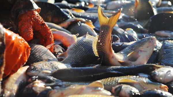Рыба, выращенная на предприятии Рыбхоз Кашма в Тамбовской области. - Sputnik Узбекистан