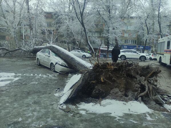 Из-за снегопада на проезжую часть улицы Садыка Азимова упало дерево, придавив автомобиль Gentra и перекрыв одно из направлений движения транспорта. В результате происшествия никто не пострадал - Sputnik Узбекистан