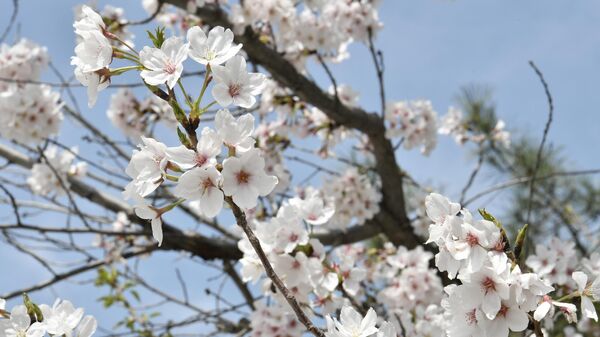 Красивые цветущие деревья в Японском саду - Sputnik Ўзбекистон