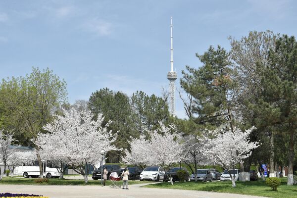 Цветущие деревья недалеко от Японского сада - Sputnik Узбекистан