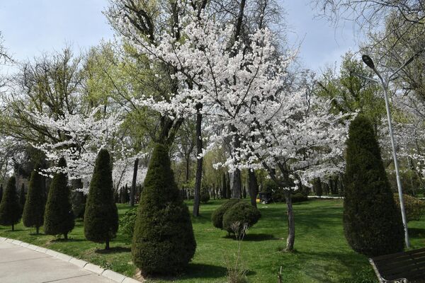 Красивые цветущие деревья в Японском саду - Sputnik Узбекистан