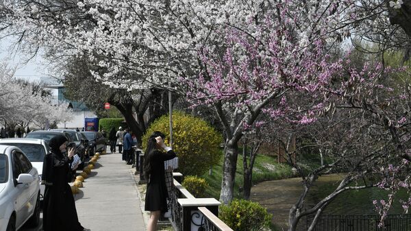 Девушки фотографируются среди цветущих деревьев в Японском саду  - Sputnik Ўзбекистон