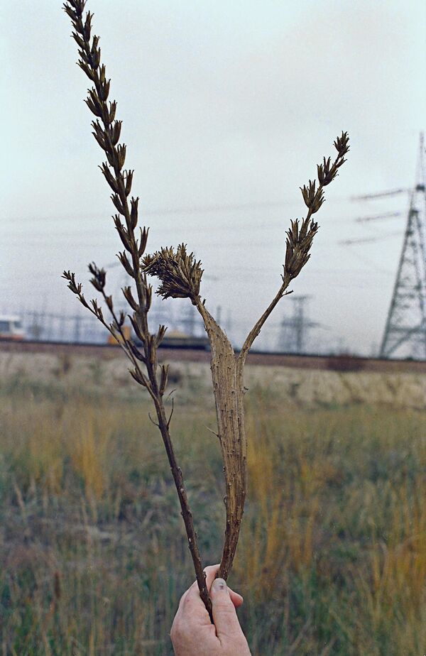 Растение (справа), выросшее через два года после аварии на Чернобыльской атомной электростанции в двух километрах от энергоблока, имеет радиоморфозы (уплощенный широкий стебель). Химерность растений ( генетически разные группы клеток) не передается по наследству. Для сравнения, слева — нормальное растение. - Sputnik Узбекистан