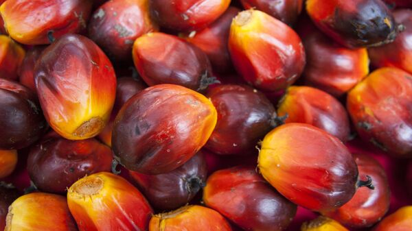 Малайзия открывает новый этап в устойчивом производстве пальмового масла - Sputnik Узбекистан