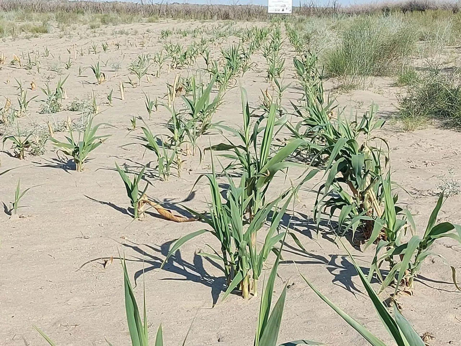 A new species of plant is being planted on the dried-up bottom of the Aral Sea - Sputnik Uzbekistan, 1920, 11.06.2024