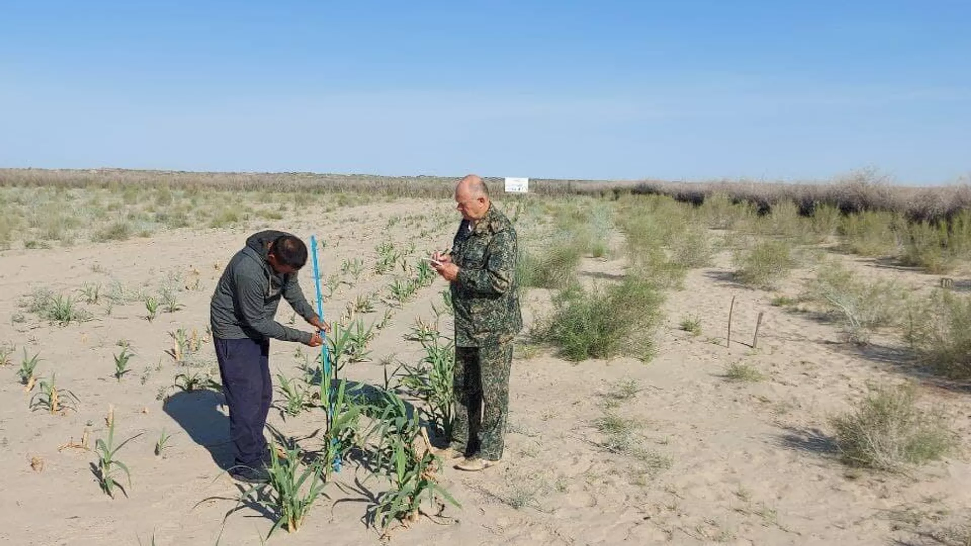 A new species of plant is being planted on the dried-up bottom of the Aral Sea - Sputnik Uzbekistan, 1920, 11.06.2024