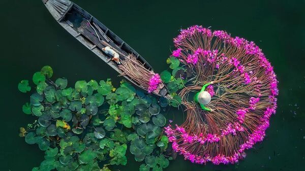 Аунг Чан Тар / Мьянма (Бирма)
Цветы лилии - Sputnik Узбекистан