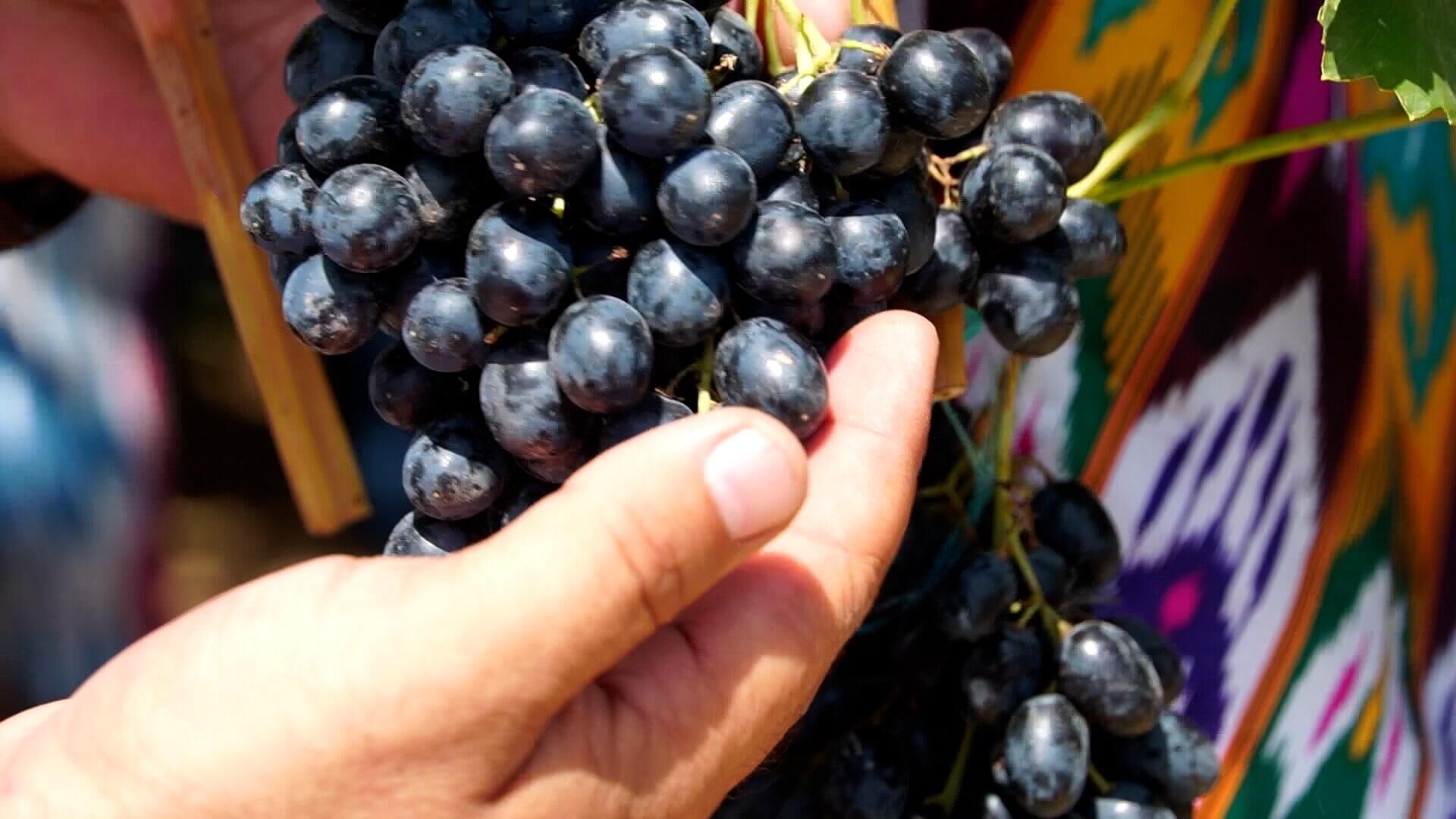 V Tashoblasti proxodit festival vinogradarstva i vinodeliya — foto, video - Sputnik O‘zbekiston, 1920, 24.08.2024