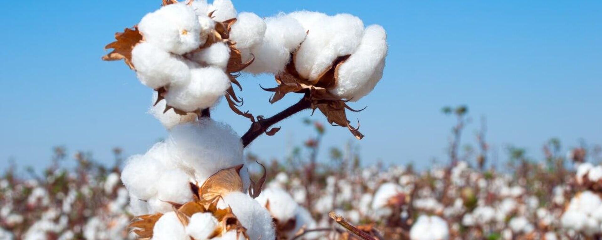Созревший хлопок - Sputnik Узбекистан, 1920, 18.11.2025