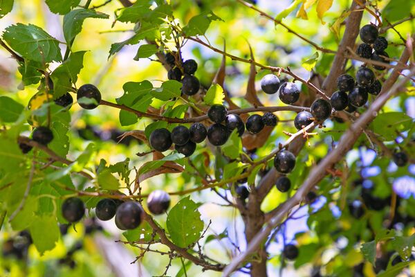 Blackthorn (Prunus spinosa) - Sputnik Ўзбекистон