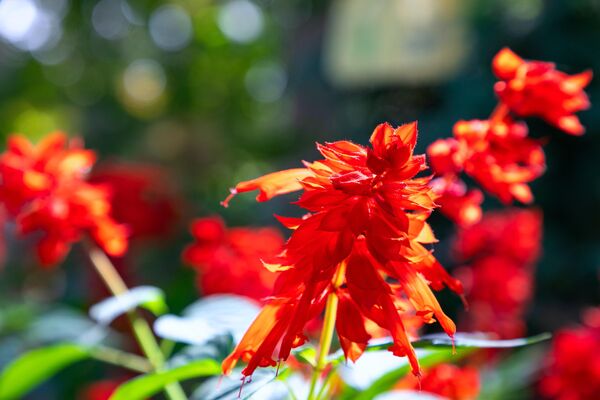 Yorqin Salvia Scarlet Piccolo  - Sputnik O‘zbekiston