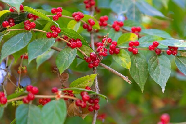 Haqiqiy asal - Lonicera xylosteum - Sputnik O‘zbekiston