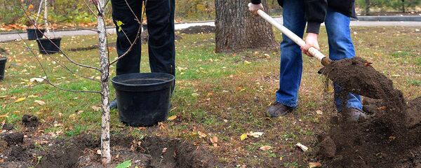 Посадка деревьев в парке - Sputnik Ўзбекистон