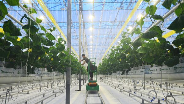 Agrokompleks Sadi Giganta v Novosibirskoy oblasti - Sputnik O‘zbekiston