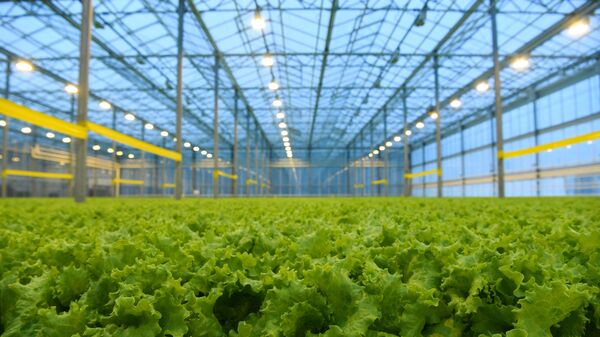 Агрокомплекс Сады Гиганта в Новосибирской области - Sputnik Ўзбекистон