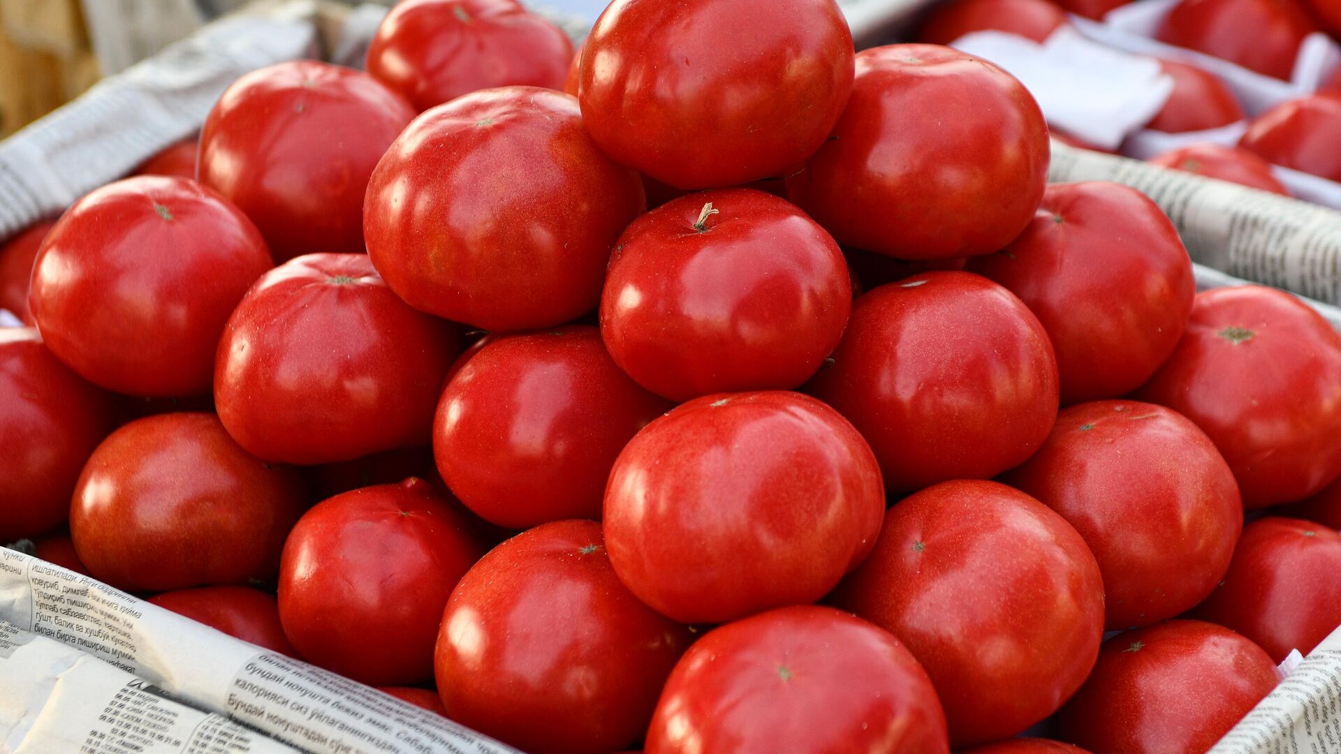 Спелые помидоры  - Sputnik Узбекистан, 1920, 14.09.2025