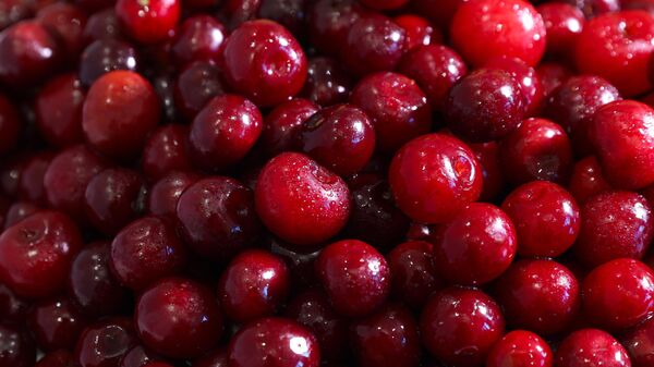 Вишня - Sputnik Узбекистан