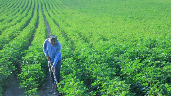 Хлопковое поле - Sputnik Ўзбекистон