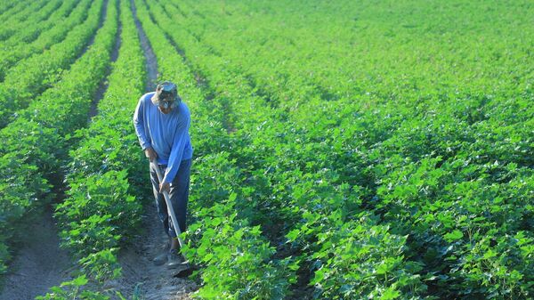 Хлопковое поле - Sputnik Ўзбекистон