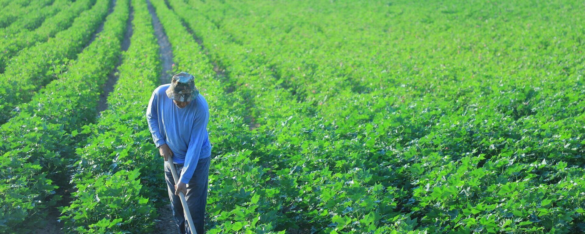 Xlopkovoe pole - Sputnik O‘zbekiston, 1920, 04.11.2025