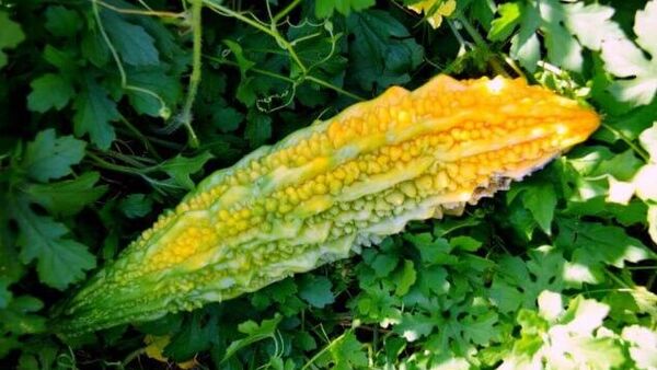 В Узбекистане начали выращивать бамию - Sputnik Узбекистан